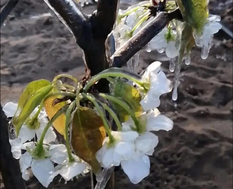 倒春寒后尽快施救，“唤醒”受冻作物生长